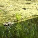 &lt;!--:en--&gt;Cost-Benefit Analysis of the Hungarian Nutrient Reduction Project&lt;!--:--&gt;&lt;!--:hu--&gt;GEF Tápanyag-csökkentési Projekt hatásértékelés&lt;!--:--&gt;