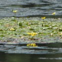 &lt;!--:en--&gt;Cost-Benefit Analysis of the Hungarian Nutrient Reduction Project&lt;!--:--&gt;&lt;!--:hu--&gt;GEF Tápanyag-csökkentési Projekt hatásértékelés&lt;!--:--&gt;